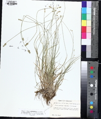 Carex texensis image