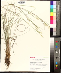 Andropogon ternarius image