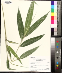 Arundinaria gigantea image