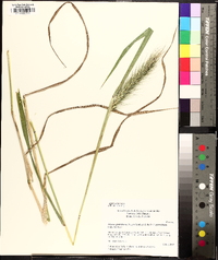 Elymus glabriflorus image