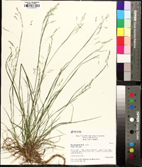 Poa autumnalis image