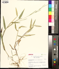 Urochloa platyphylla image