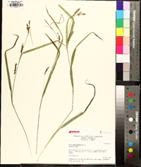Carex flaccosperma image