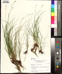 Carex texensis image