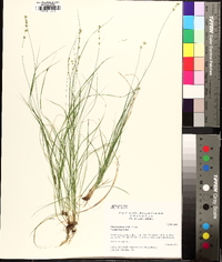 Carex radiata image