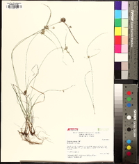 Cyperus croceus image