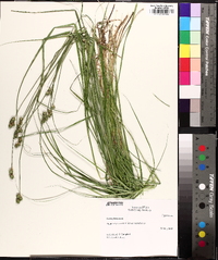 Carex normalis image