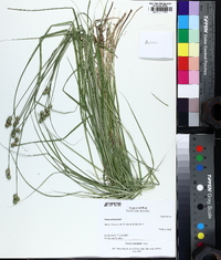 Carex normalis image