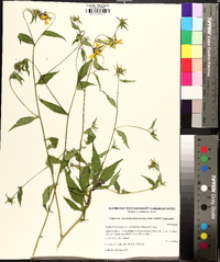 Rudbeckia pinnatiloba image