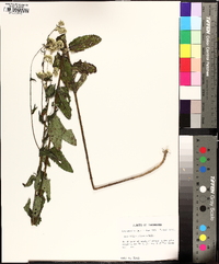 Eupatorium pilosum image