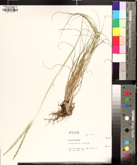 Paspalum notatum image