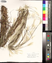 Andropogon ternarius image