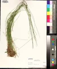 Carex texensis image