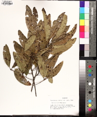 Quercus imbricaria image