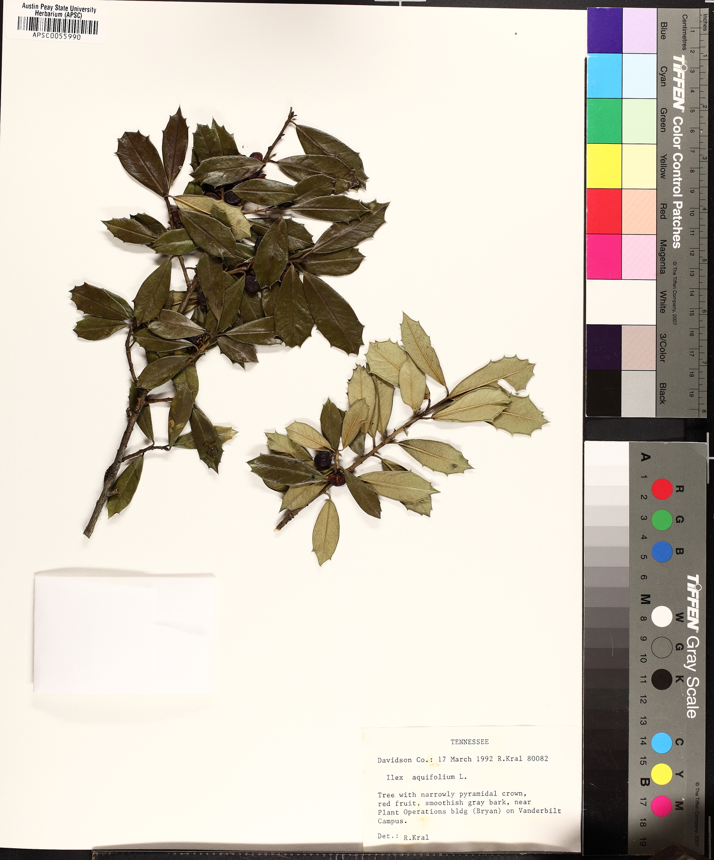 Ilex x attenuata image