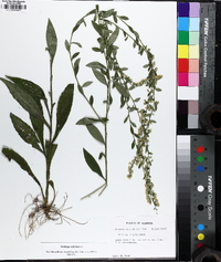 Solidago salicina image