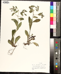 Lithospermum tuberosum image