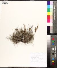 Tillandsia recurvata image