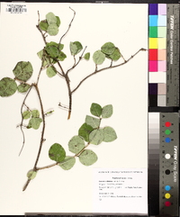 Lonicera albiflora image