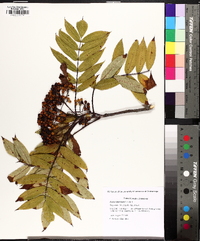 Sorbus americana image