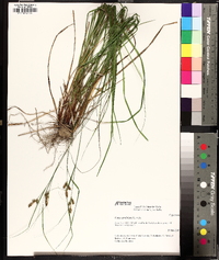 Carex caroliniana image