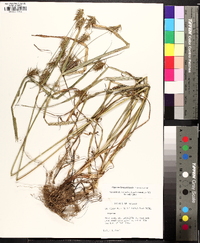 Cyperus retrofractus image