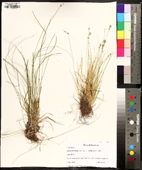 Carex texensis image