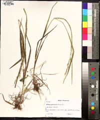 Bromus pubescens image