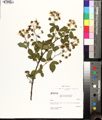 Rubus argutus image