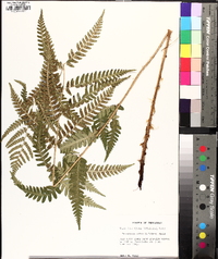 Dryopteris celsa image