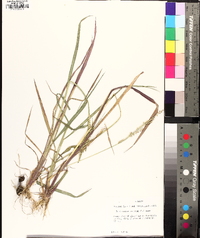 Echinochloa colona image