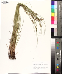 Carex caroliniana image