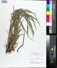 Carex kraliana image