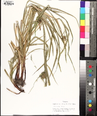 Carex grayi image