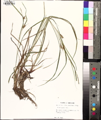 Carex bullata image