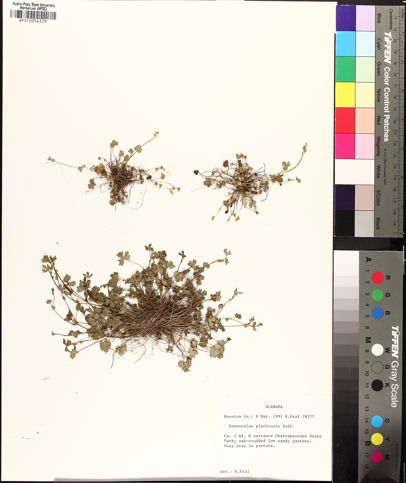 Ranunculus platensis image