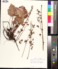 Heuchera americana image