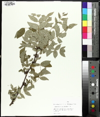 Zanthoxylum americanum image