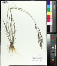 Eragrostis capillaris image