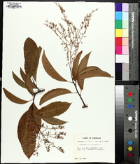 Oxydendrum arboreum image