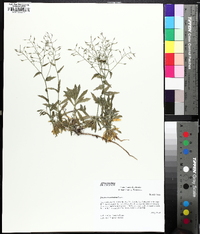 Draba ramosissima image