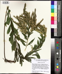 Solidago rupestris image