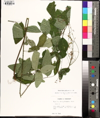 Desmodium perplexum image