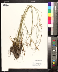 Juncus coriaceus image