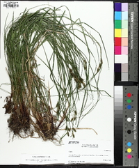 Carex caroliniana image