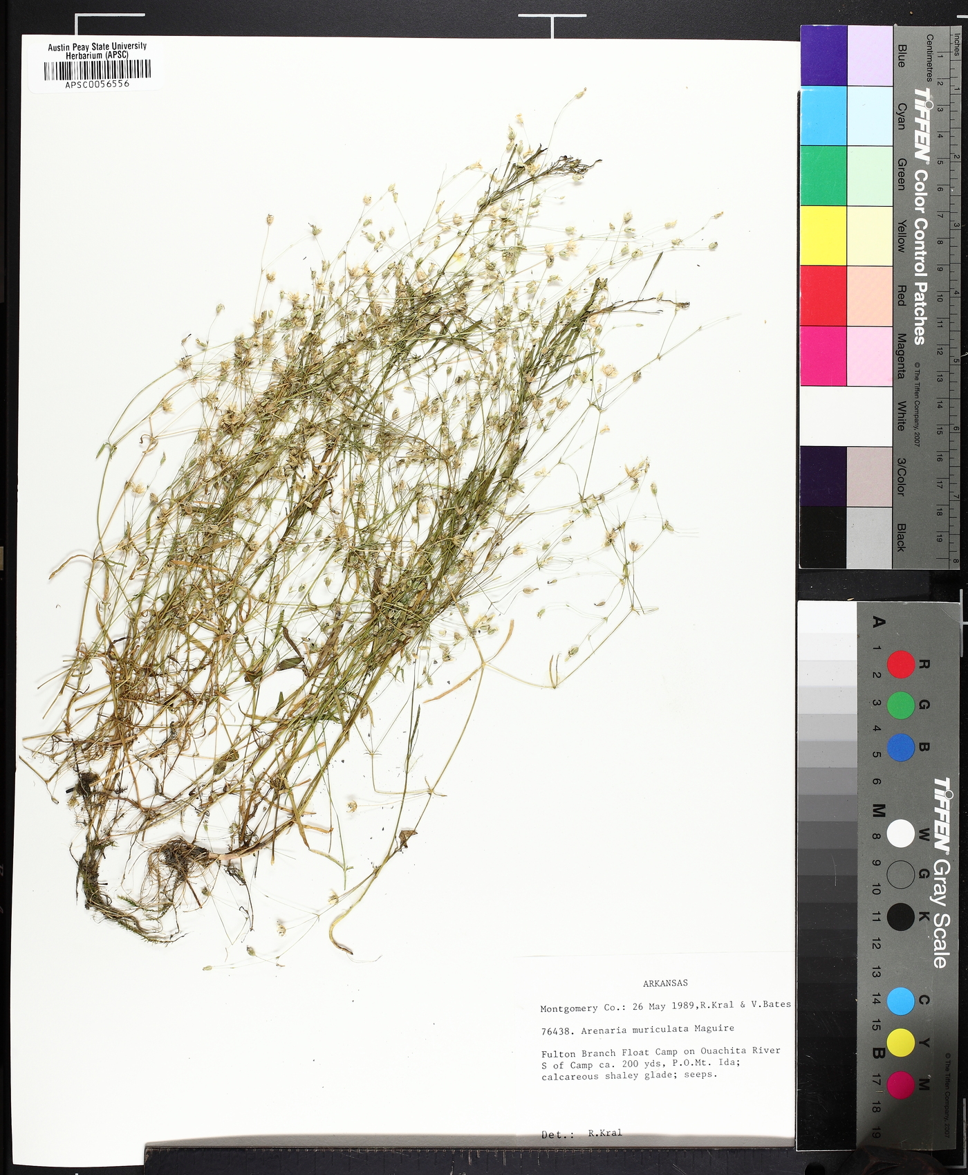 Mononeuria muscorum image