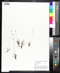 Xyris brevifolia image