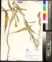 Liatris aspera image