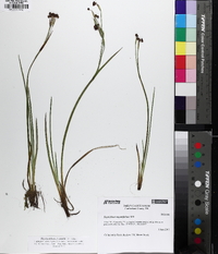 Sisyrinchium nashii image