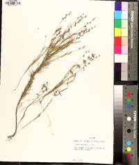 Oenothera linifolia image